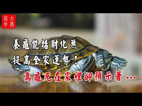 養烏龜 風水|【烏龜放哪裡】養龜風水 secrets大公開！擺放位置、。